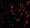 Complement C1q tumor necrosis factor-related protein 4 antibody, orb87299, Biorbyt, Immunofluorescence image 