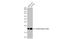 Ferritin Heavy Chain 1 antibody, GTX101733, GeneTex, Western Blot image 