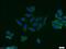 KAP2 antibody, 10142-2-AP, Proteintech Group, Immunofluorescence image 