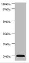 G0/G1 switch regulatory protein 2 antibody, A50229-100, Epigentek, Western Blot image 