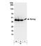Nanog Homeobox antibody, NB100-58842, Novus Biologicals, Western Blot image 