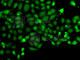 Programmed Cell Death 5 antibody, A7298, ABclonal Technology, Immunofluorescence image 