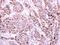 Programmed Cell Death 6 antibody, PA5-27639, Invitrogen Antibodies, Immunohistochemistry paraffin image 