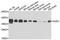 Gap Junction Protein Delta 2 antibody, A2883, ABclonal Technology, Western Blot image 