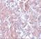 ELOVL Fatty Acid Elongase 7 antibody, A10141, Boster Biological Technology, Immunohistochemistry frozen image 