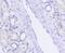 Sirtuin 1 antibody, NBP2-67668, Novus Biologicals, Immunohistochemistry paraffin image 