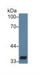 CD33 Molecule antibody, MBS2028690, MyBioSource, Western Blot image 