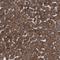 Sialic Acid Binding Ig Like Lectin 8 antibody, HPA012556, Atlas Antibodies, Immunohistochemistry frozen image 