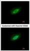 Protein Phosphatase 4 Catalytic Subunit antibody, NBP2-19912, Novus Biologicals, Immunocytochemistry image 