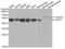 Caspase 2 antibody, abx004377, Abbexa, Western Blot image 