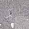 Paraoxonase 2 antibody, NBP1-86365, Novus Biologicals, Immunohistochemistry paraffin image 