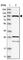 Ras and Rab interactor 1 antibody, HPA035491, Atlas Antibodies, Western Blot image 