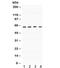 BCL2 Associated Athanogene 3 antibody, R31850, NSJ Bioreagents, Western Blot image 