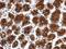 Ribosomal Protein Lateral Stalk Subunit P0 antibody, GTX114730, GeneTex, Immunohistochemistry paraffin image 