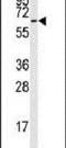 Stress Induced Phosphoprotein 1 antibody, PA5-12423, Invitrogen Antibodies, Western Blot image 