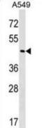 GA Binding Protein Transcription Factor Subunit Beta 2 antibody, abx029602, Abbexa, Western Blot image 