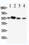 Fc Fragment Of IgA Receptor antibody, PA5-79241, Invitrogen Antibodies, Western Blot image 