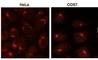 Trans-Golgi Network Protein 2 antibody, NB300-575, Novus Biologicals, Immunohistochemistry paraffin image 