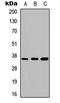 Annexin A5 antibody, LS-C354289, Lifespan Biosciences, Western Blot image 