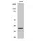 BCL2 Like 1 antibody, LS-B14644, Lifespan Biosciences, Western Blot image 