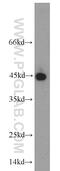 Pro-Apoptotic WT1 Regulator antibody, 20688-1-AP, Proteintech Group, Western Blot image 