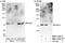 Transcription Factor 25 antibody, NBP1-71843, Novus Biologicals, Western Blot image 