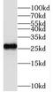Transmembrane Protein 139 antibody, FNab08752, FineTest, Western Blot image 