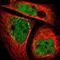 Ankyrin Repeat And SOCS Box Containing 9 antibody, NBP1-85082, Novus Biologicals, Immunofluorescence image 