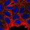 Myotubularin Related Protein 2 antibody, NBP2-33580, Novus Biologicals, Immunofluorescence image 