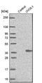Putative transcription factor Ovo-like 1 antibody, NBP1-89469, Novus Biologicals, Western Blot image 