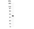 Wnt Family Member 4 antibody, R31234, NSJ Bioreagents, Western Blot image 