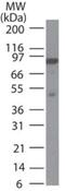 MutL Homolog 1 antibody, GTX13659, GeneTex, Western Blot image 