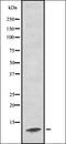 Cadherin 11 antibody, orb334995, Biorbyt, Western Blot image 
