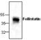 Follistatin antibody, GTX59740, GeneTex, Western Blot image 