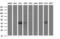 Parvin Beta antibody, M04707, Boster Biological Technology, Western Blot image 