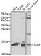 SRA Stem-Loop Interacting RNA Binding Protein antibody, A15524, ABclonal Technology, Western Blot image 