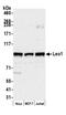 LEO1 Homolog, Paf1/RNA Polymerase II Complex Component antibody, NB600-276, Novus Biologicals, Western Blot image 