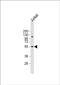 Neuropilin And Tolloid Like 2 antibody, PA5-71804, Invitrogen Antibodies, Western Blot image 