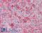 Apolipoprotein A1 antibody, LS-B3582, Lifespan Biosciences, Immunohistochemistry frozen image 