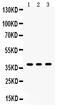 Sirtuin 6 antibody, PB9357, Boster Biological Technology, Western Blot image 