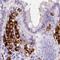 Major Histocompatibility Complex, Class II, DR Alpha antibody, NBP2-38619, Novus Biologicals, Immunohistochemistry paraffin image 