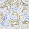 Cell Division Cycle Associated 8 antibody, STJ114468, St John