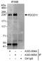 Programmed Cell Death 11 antibody, A303-805A, Bethyl Labs, Immunoprecipitation image 