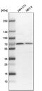CDK5 Regulatory Subunit Associated Protein 3 antibody, PA5-54569, Invitrogen Antibodies, Western Blot image 