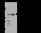 Hepatocyte Nuclear Factor 4 Gamma antibody, 101213-T36, Sino Biological, Western Blot image 