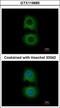 Tropomodulin-2 antibody, GTX119685, GeneTex, Immunofluorescence image 