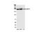 Mediator Complex Subunit 1 antibody, NB100-2574, Novus Biologicals, Western Blot image 