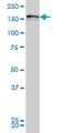 LRR Binding FLII Interacting Protein 1 antibody, LS-C104913, Lifespan Biosciences, Western Blot image 