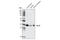 G Protein Subunit Alpha I1 antibody, 5290S, Cell Signaling Technology, Western Blot image 