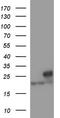 Leucine zipper and ICAT homologous domain-containing protein antibody, TA505823, Origene, Western Blot image 